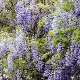 Wisteria sinensis Blomma