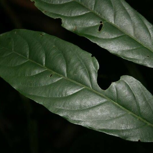 Ryania speciosa Leaf