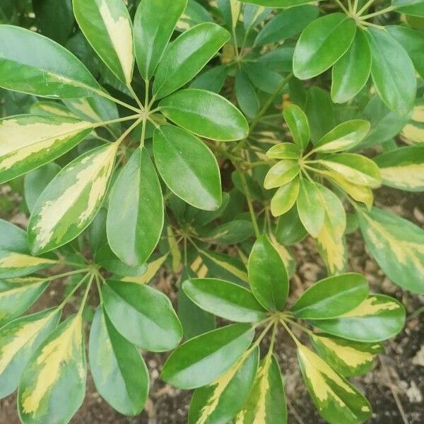 Schefflera actinophylla Leaf