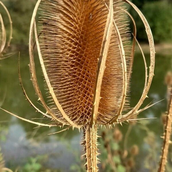 Dipsacus fullonum Плід