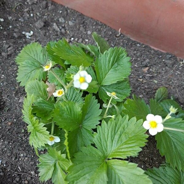 Fragaria vesca Fleur