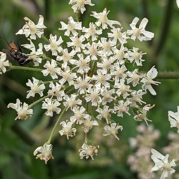 Heracleum sphondylium Blodyn