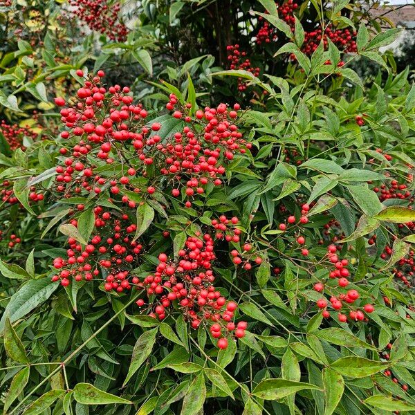 Nandina domestica Habit