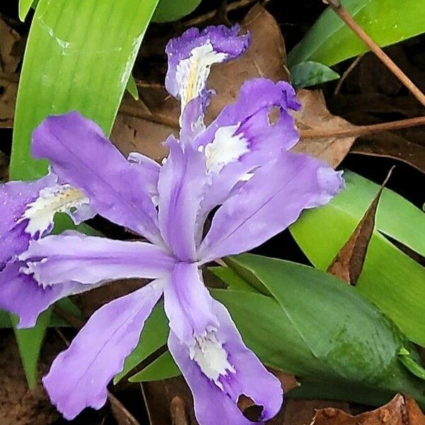 Iris cristata Flower