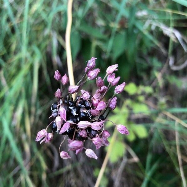 Allium scorodoprasum Květ