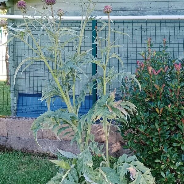 Cynara cardunculus Habitus