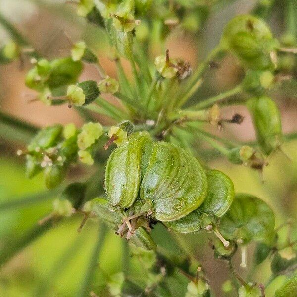 Heracleum sphondylium Fruit