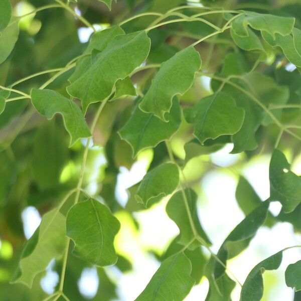 Sclerocarya birrea 叶