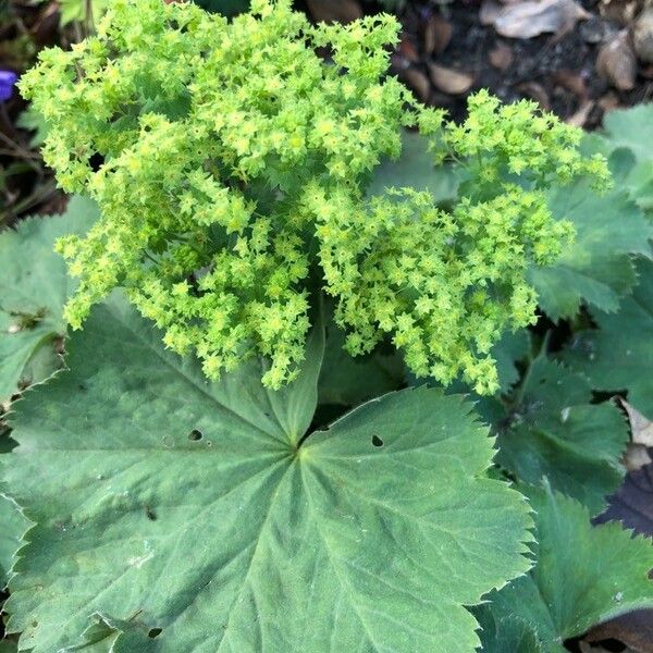 Alchemilla mollis Kvet