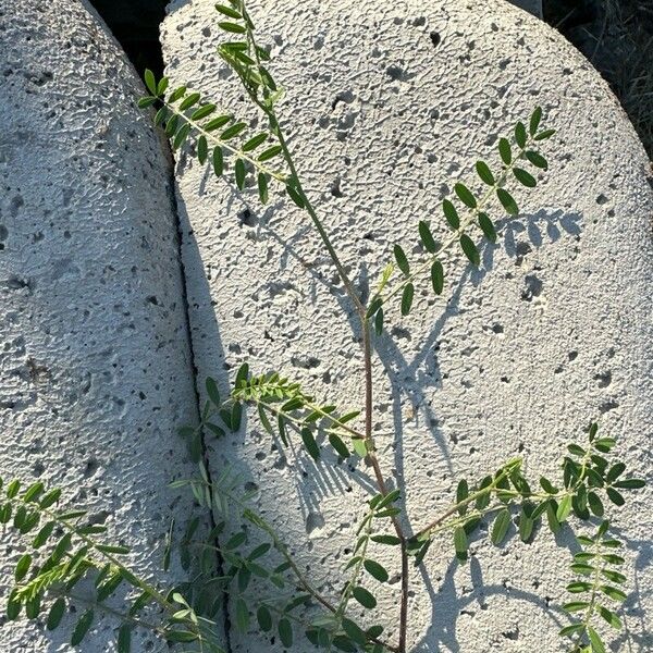 Indigofera suffruticosa Leaf