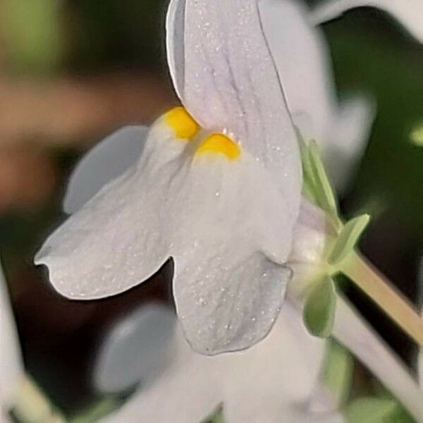 Linaria triphylla Blüte