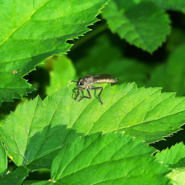 Aegopodium podagraria Blad