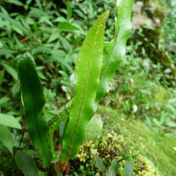 Elaphoglossum aubertii Лист