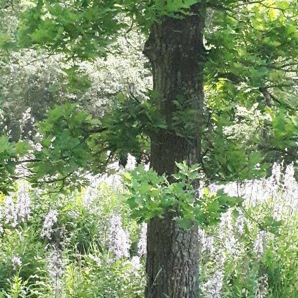 Quercus macrocarpa Žiedas