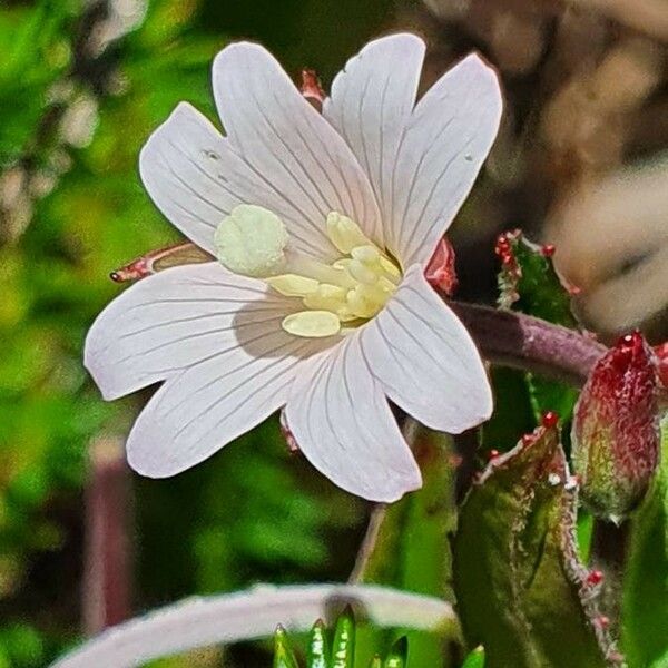 Epilobium stereophyllum Kvet