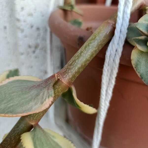 Crassula sarmentosa Bark