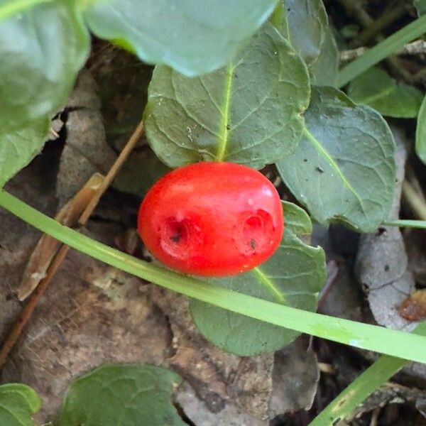 Mitchella repens Fruchs