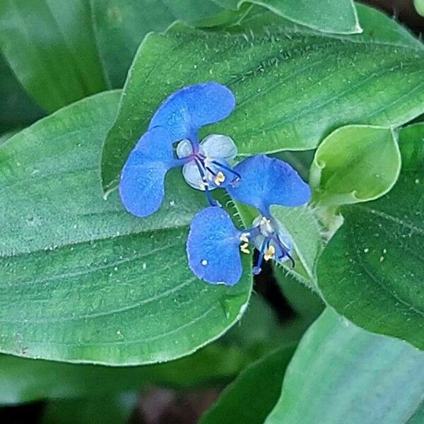 Commelina benghalensis Žiedas