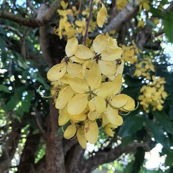 Cassia fistula 花