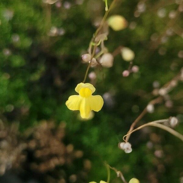 Utricularia subulata Flower