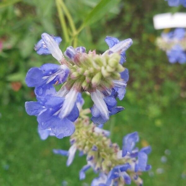 Salvia uliginosa Blodyn