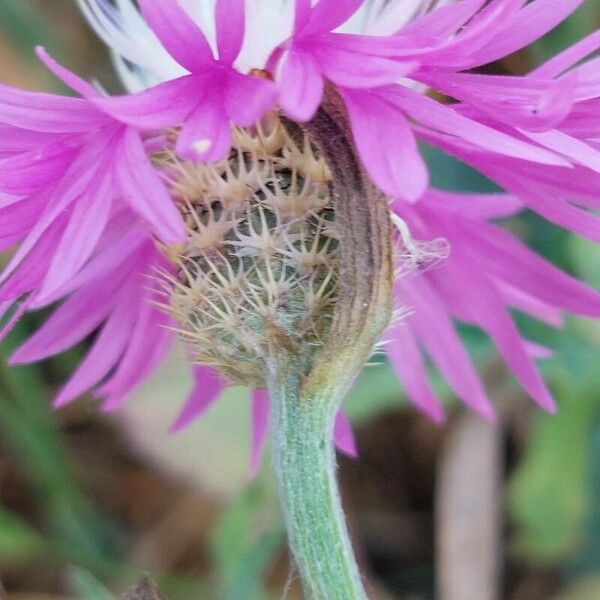 Centaurea napifolia Други