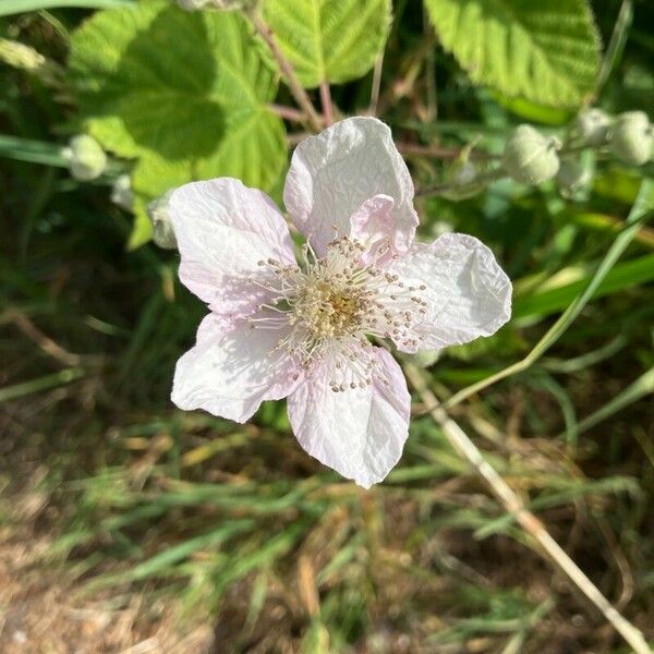 Rubus pruinosus Blüte