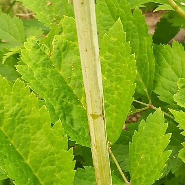 Actaea racemosa Kabuk