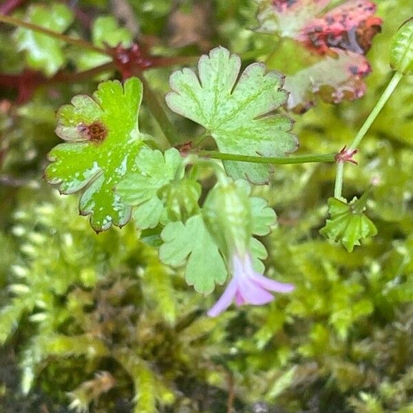 Geranium lucidum 葉