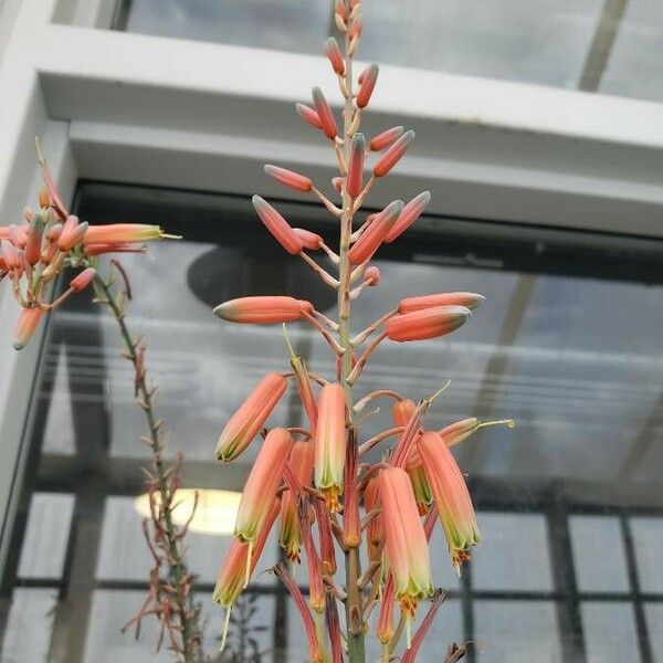 Aloe pictifolia Flor