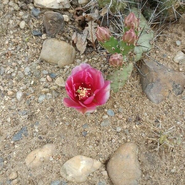 Opuntia polyacantha Fleur