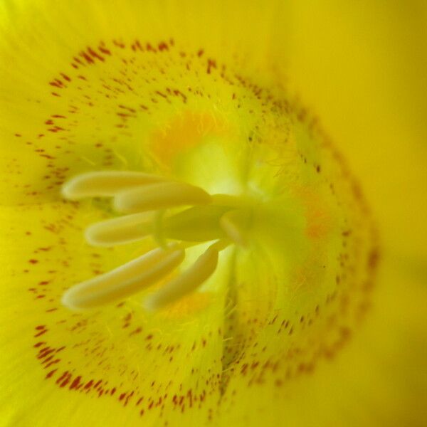 Calochortus luteus Λουλούδι