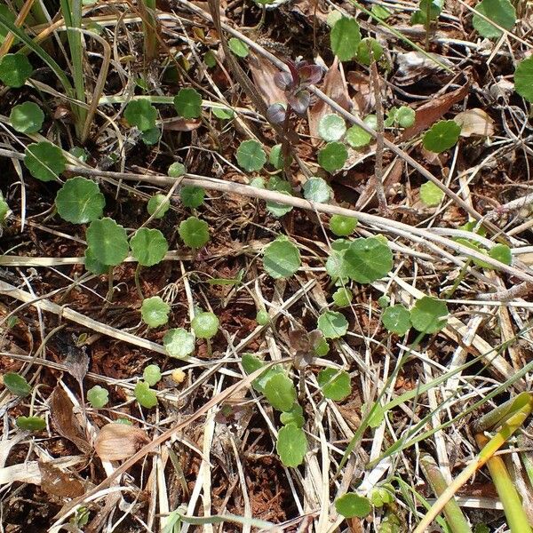 Hydrocotyle vulgaris Celota