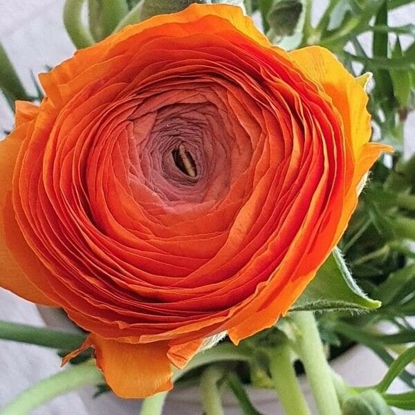 Ranunculus asiaticus Kvet