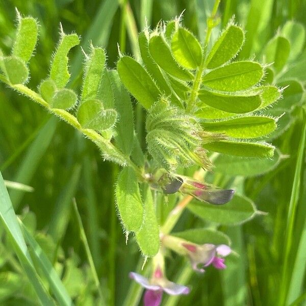 Vicia sativa Leaf