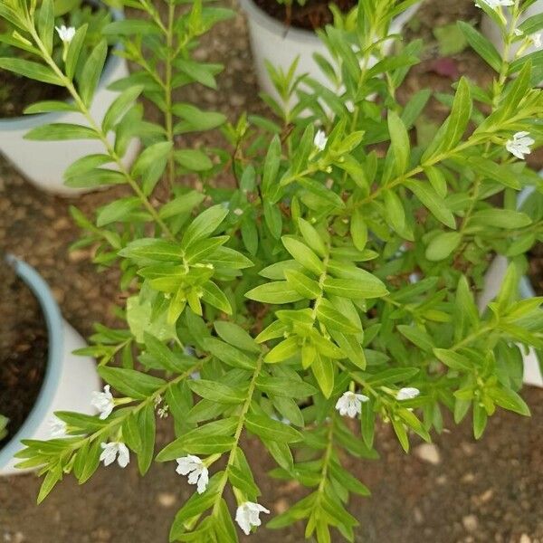 Cuphea hyssopifolia ഇല