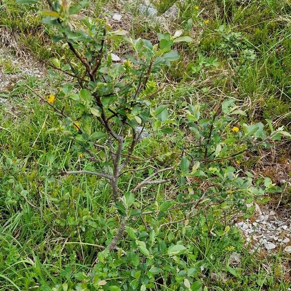 Salix myrsinifolia Natur