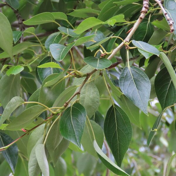 Populus simonii Leaf