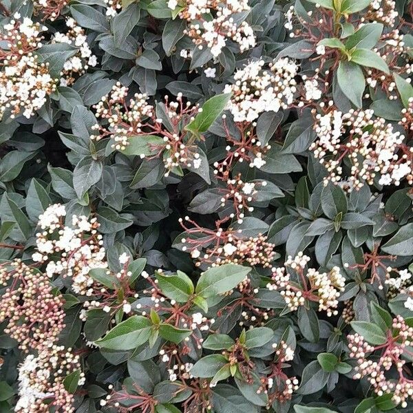 Viburnum tinus 整株植物