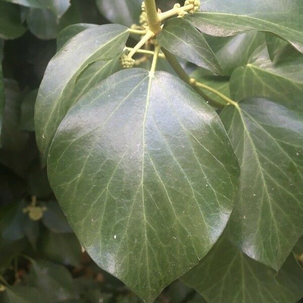 Hedera helix Leaf