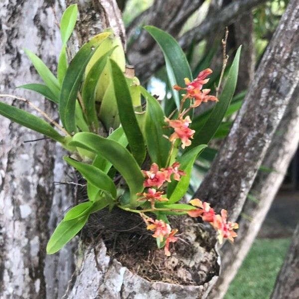 Dendrobium virotii പുഷ്പം