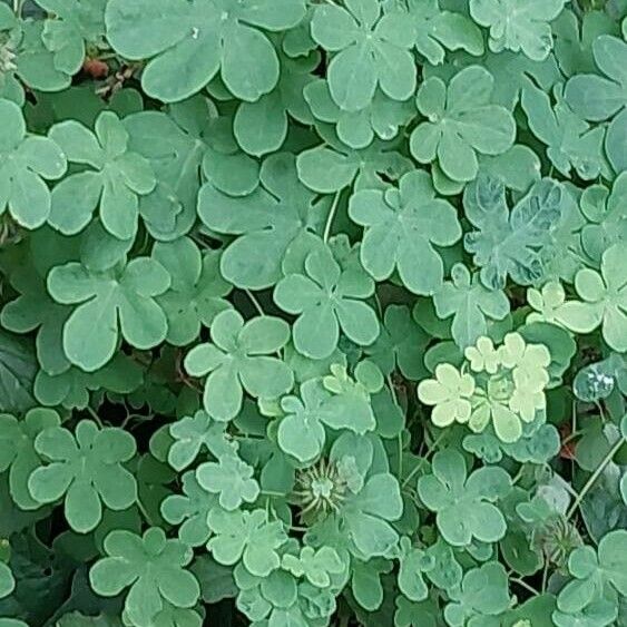 Tropaeolum peregrinum Folha