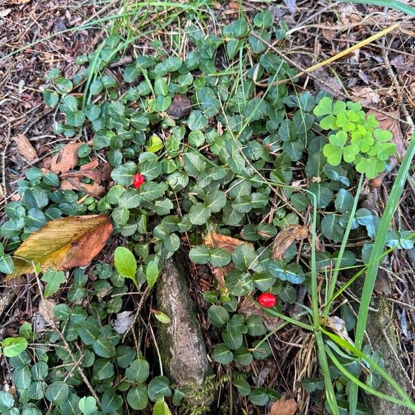 Mitchella repens Costuma