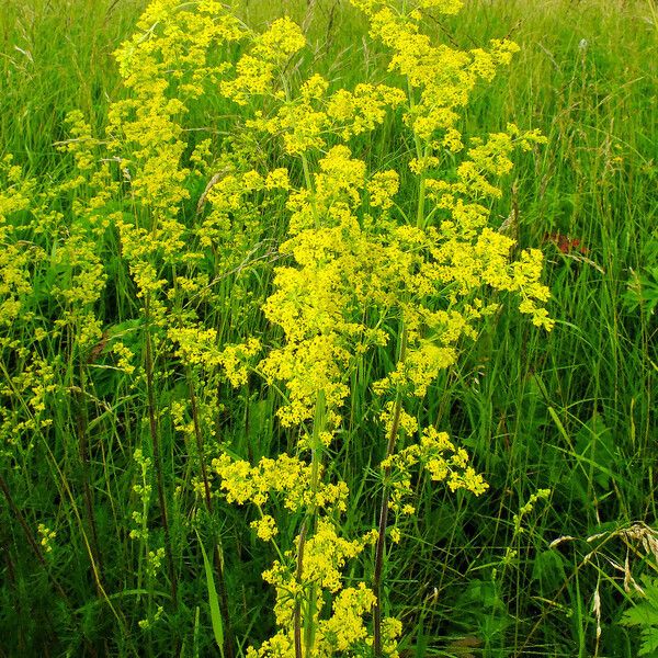 Galium verum Hábitos