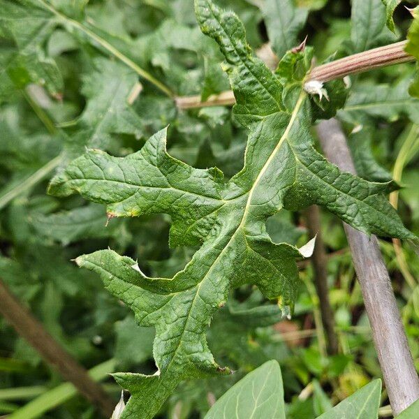 Echinops sphaerocephalus Yaprak