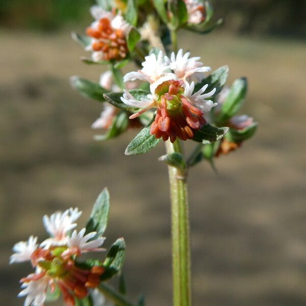 Reseda phyteuma 花