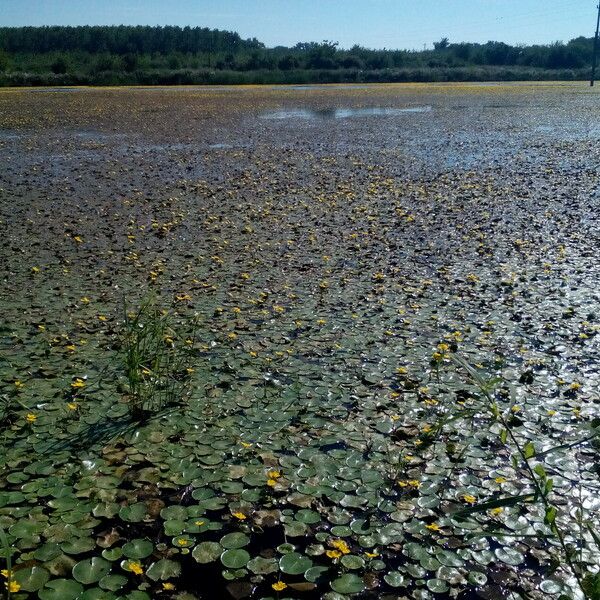 Nymphoides peltata Pokrój