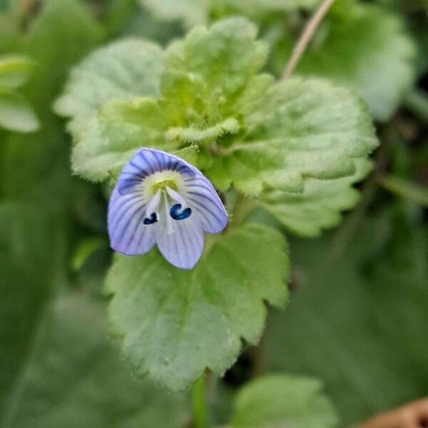 Veronica polita Flower