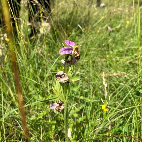 Ophrys apifera Flower