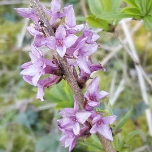 Daphne mezereum Çiçek